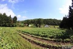 farm_040